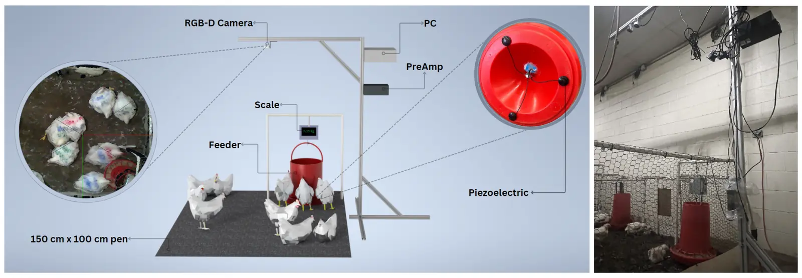 Diagram of the experimental pen: a feeder on a scale fitted with piezoelectric sensors, a preamp and PC on a frame above, and an RGB-D camera, next to a photo of the real installation.