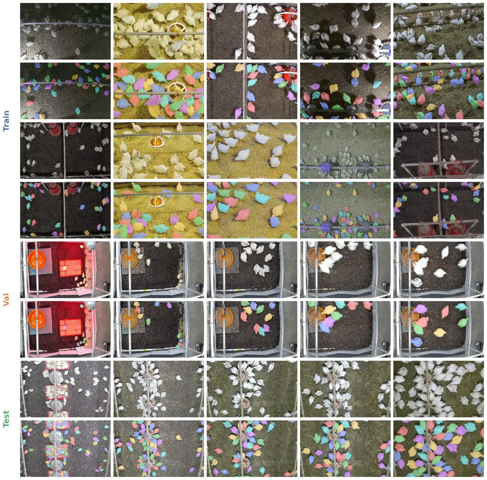 Grid of overhead poultry-house frames with every bird outlined by a colored segmentation mask, grouped into train, validation and test farms.